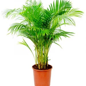 Areca palm Plant