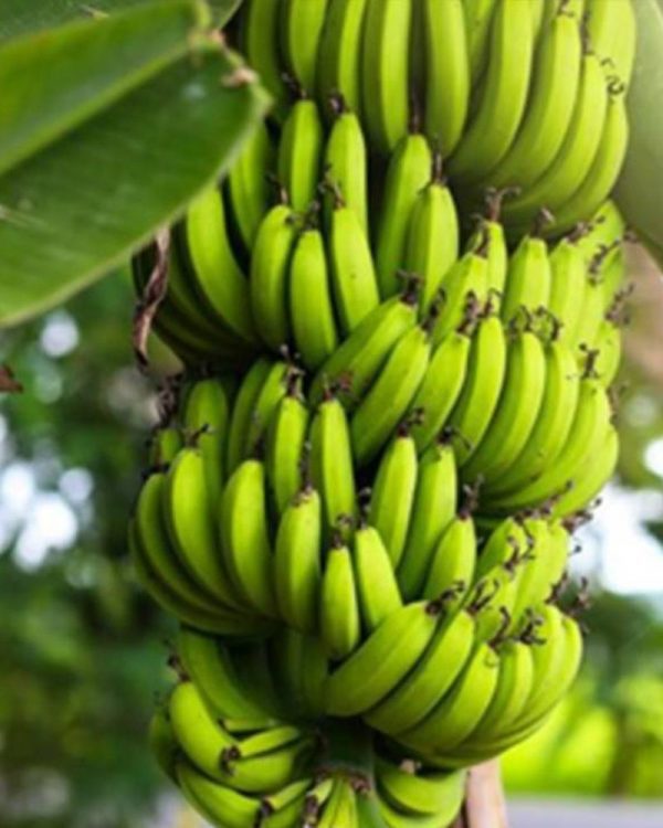 Banana plants