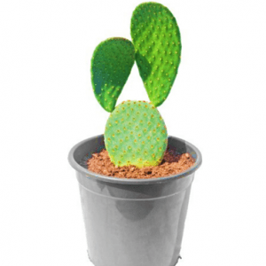 Cactus Nagfani