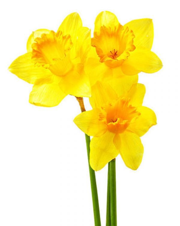 Daffodils Flower Plant