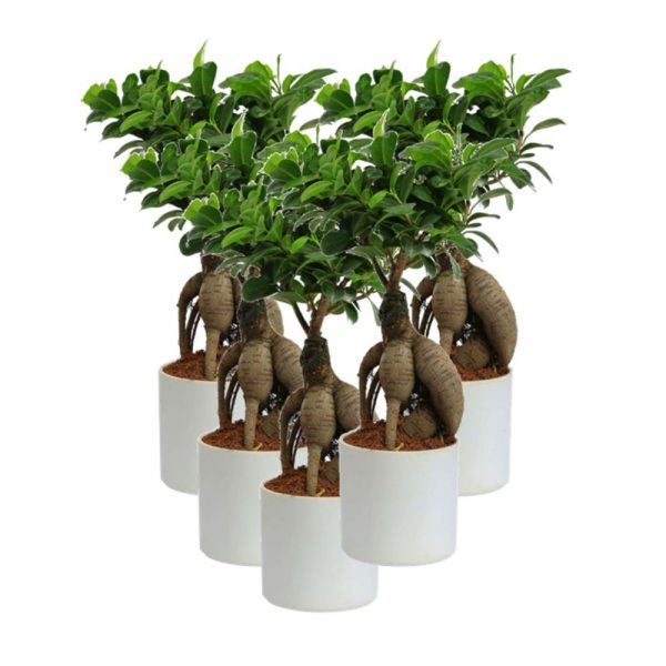 Ficus Bonsai, Grafted (5 Pcs)