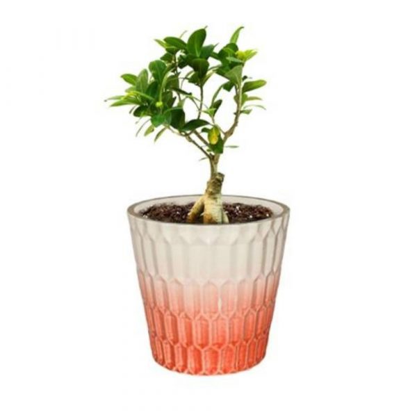 Ficus Grafted 100 GM