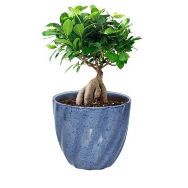 Ficus Grafted 200 GM