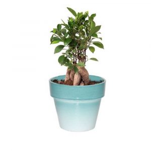 Ficus Grafted 300 GM