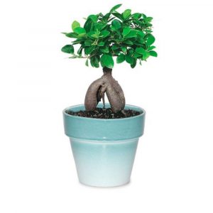 Ficus Grafted 400/500 GM
