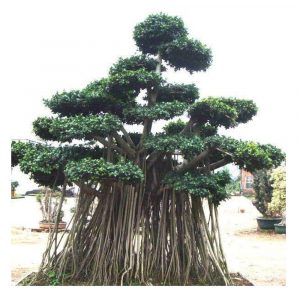 Ficus Microcarpa – Big Plant