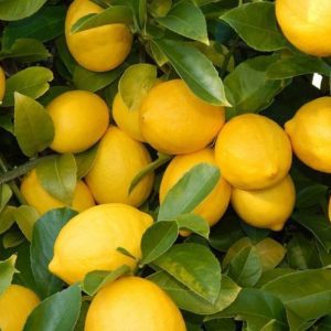 Lemon plants Kagzi