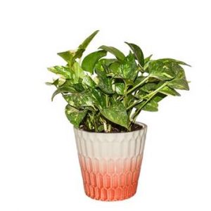 Money Plant Green/Variegated