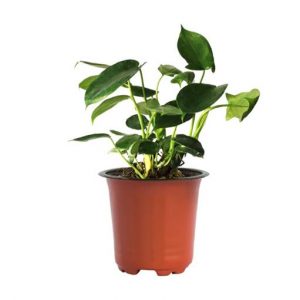 Philodendron Licenta