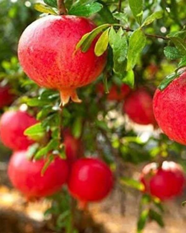 Pomegranate plants Super Bhagwa