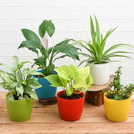 Where to buy online indoor plants