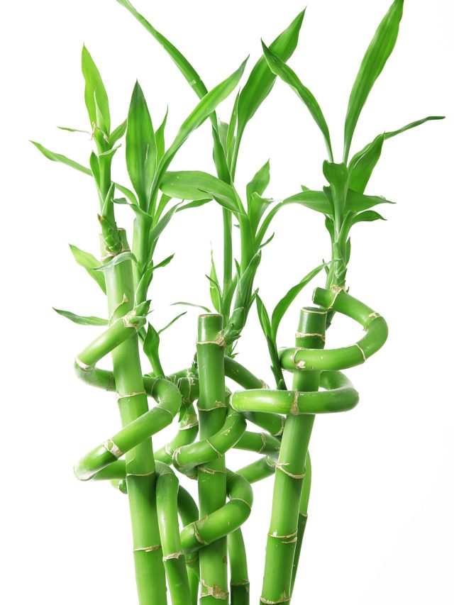 How to take care of your bamboo plants?