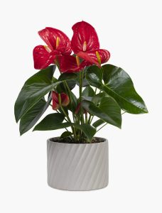 Red anthurium plant in a gray pot