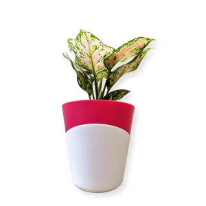 Aglaonema Pink Plant (Atlantis Self Watering Pot) (Pink Pot)